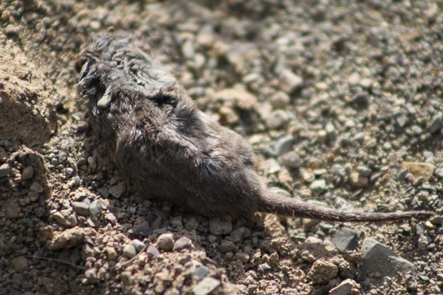 Image de Crocidura cyanea (Duvernoy 1838)