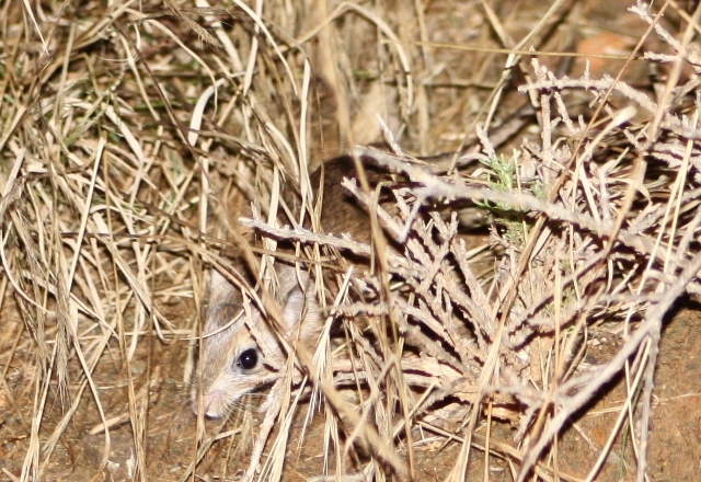 Sivun <i>Gerbilliscus paeba</i> kuva