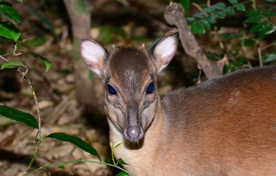 Image of Blue Duikers