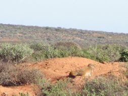 Image of Yellow Mongoose