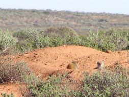 Image of Yellow Mongoose