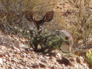 Plancia ëd Raphicerus campestris (Thunberg 1811)