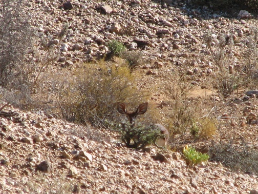 Plancia ëd Raphicerus campestris (Thunberg 1811)