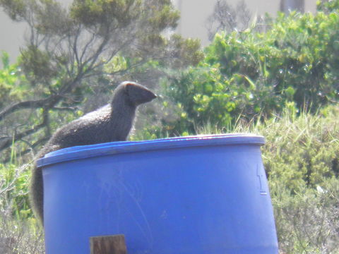 Image of Cape Gray Mongoose -- Small Grey Mongoose