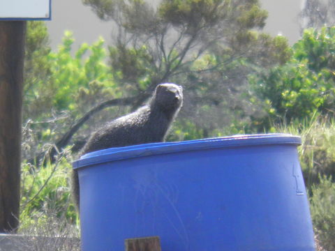 Image of Cape Gray Mongoose -- Small Grey Mongoose