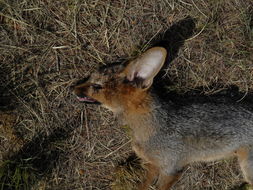 Image of Cape Fox