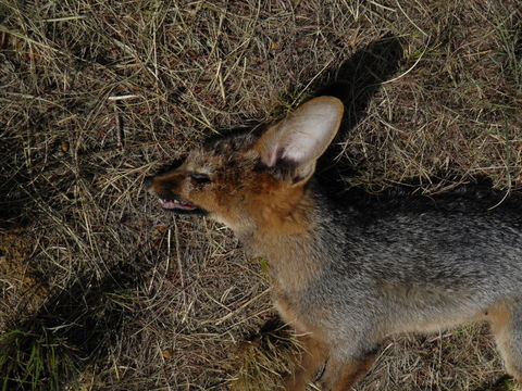 Слика од Vulpes chama (A. Smith 1833)