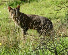 Image of wild cat