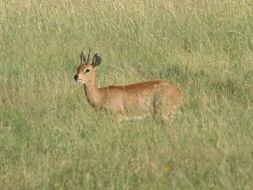 Image of Steenbok