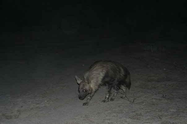 Image of Brown Hyena -- Brown Hyaena