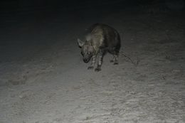 Image of Brown Hyena -- Brown Hyaena