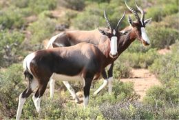 Image of Blesbok