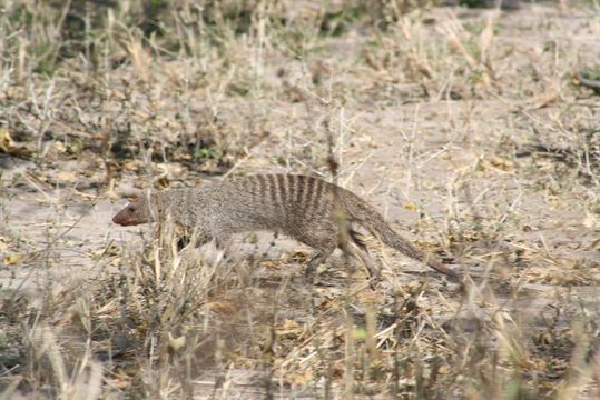 Image of Banded mongooses