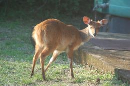 Image of Bushbuck