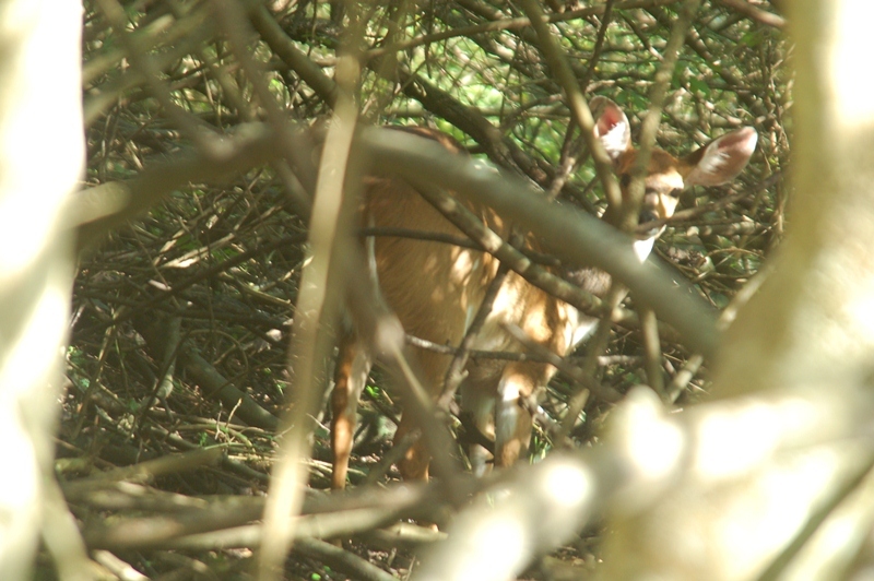 Image of Bushbuck