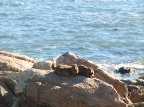 Image of Rock Hyrax