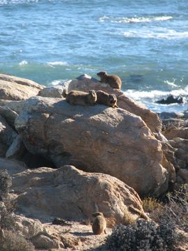 Image of Rock Hyrax