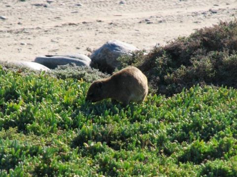 Image of Rock Hyrax