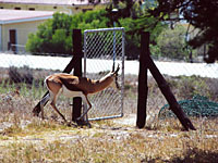 Image of Springbok