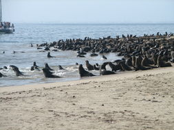 Image of Cape fur seal