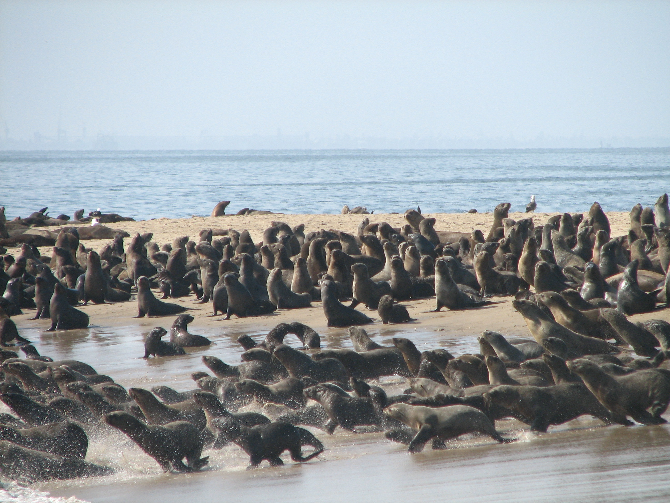 Image of Cape fur seal