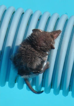 Image of Long-tailed Forest Shrew