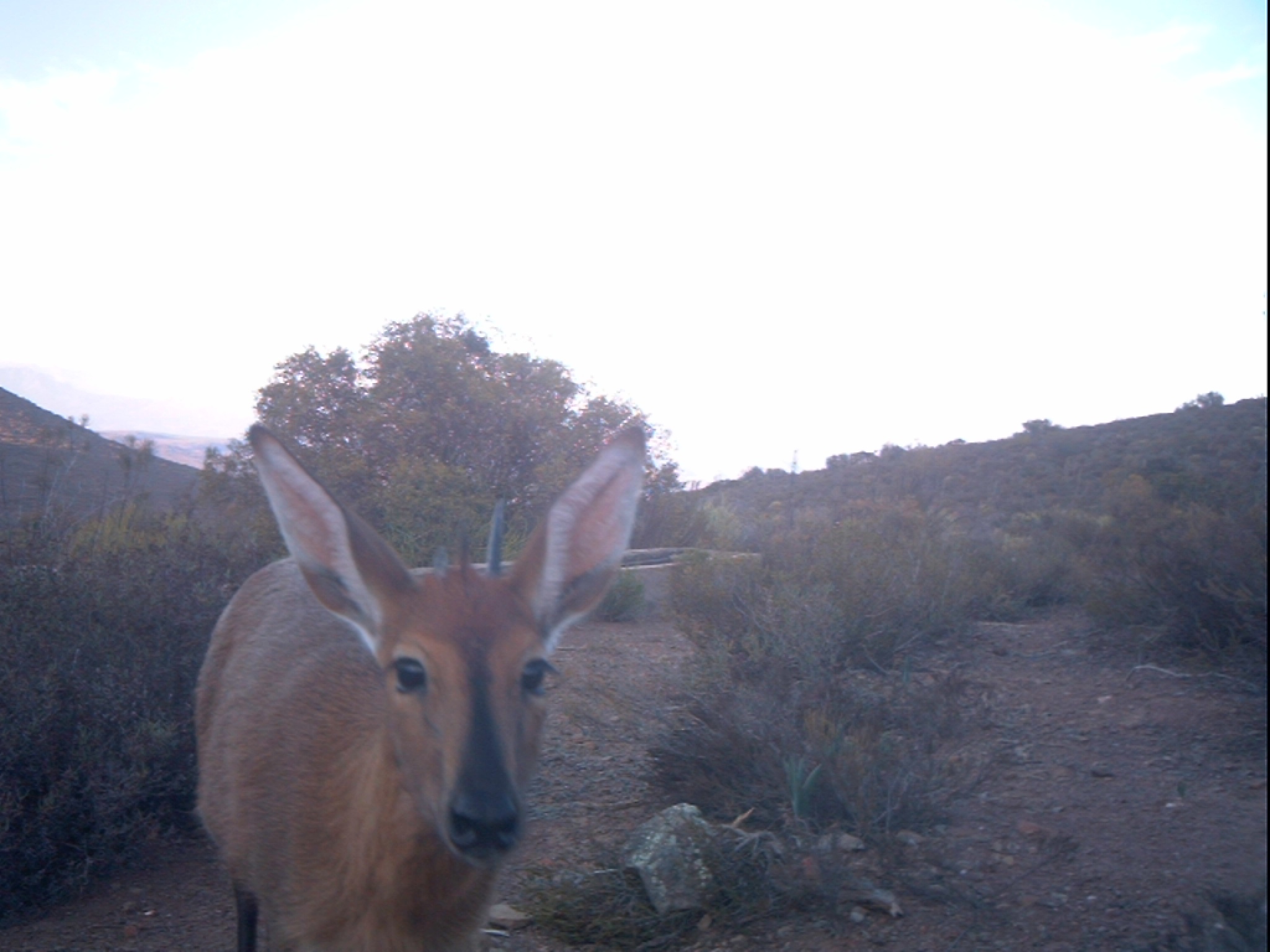 Image of Common Duiker