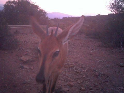 Image of Common Duiker