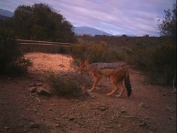 Image de chacal à chabraque