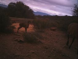 Image of Common Duiker