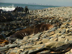 Image of Cape fur seal