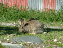 Image of Oryctolagus Lilljeborg 1873