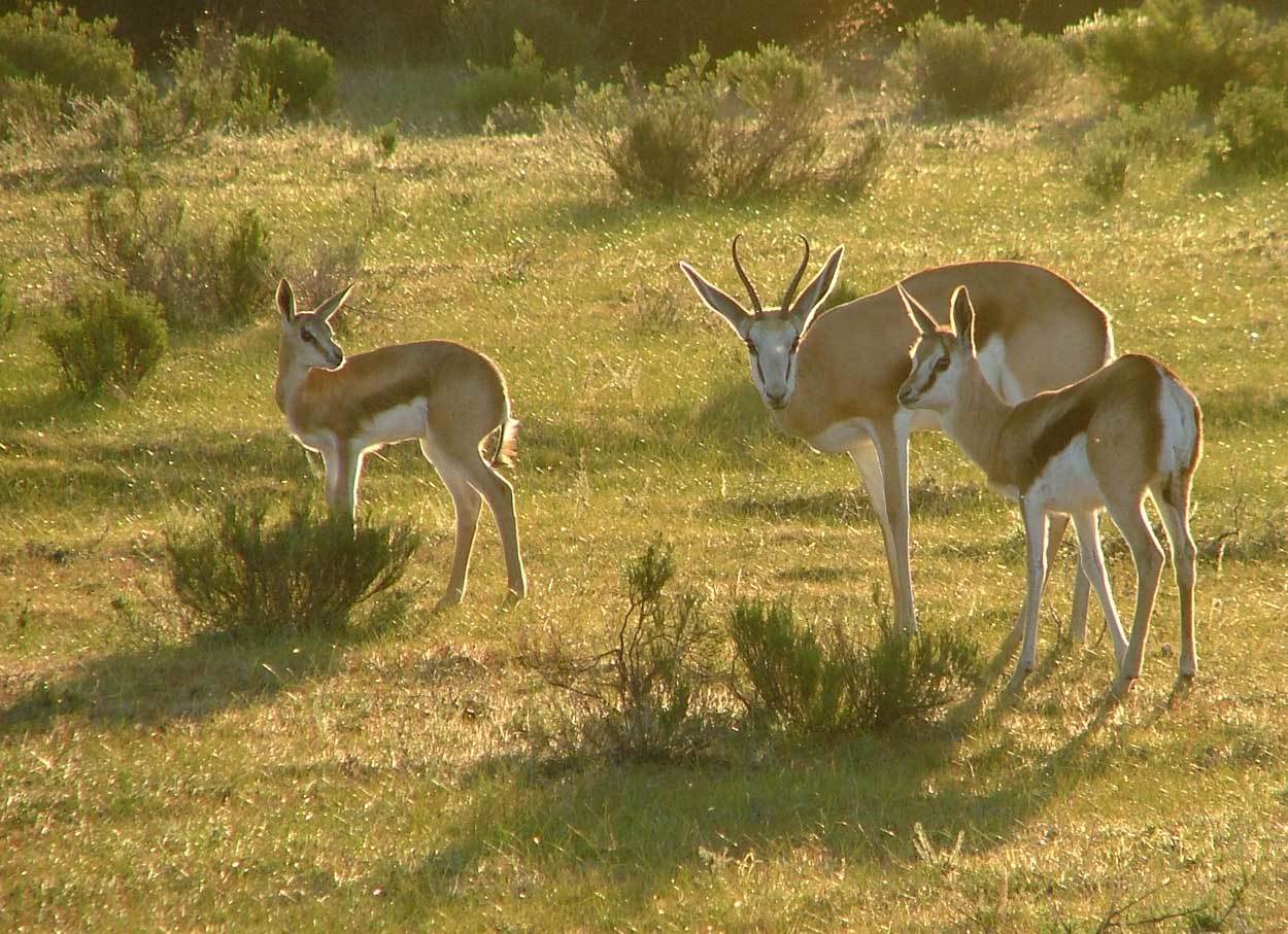 Image of Springbok