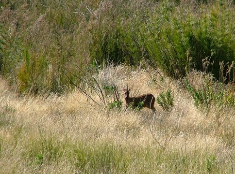 Image of Common Duiker