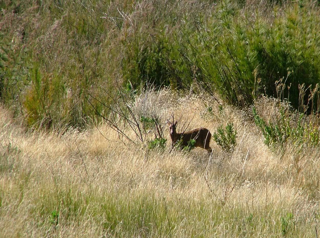 Image of Common Duiker