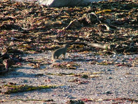 Image of Cape Gray Mongoose -- Small Grey Mongoose