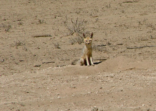 Слика од Vulpes chama (A. Smith 1833)