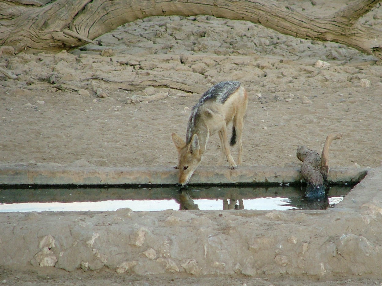 Image de chacal à chabraque