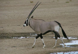 Imagem de Oryx gazella (Linnaeus 1758)