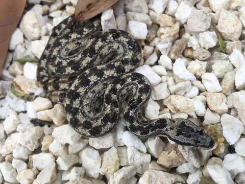 صورة Tropidophis caymanensis Battersby 1938