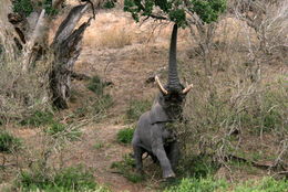 Image of African bush elephant