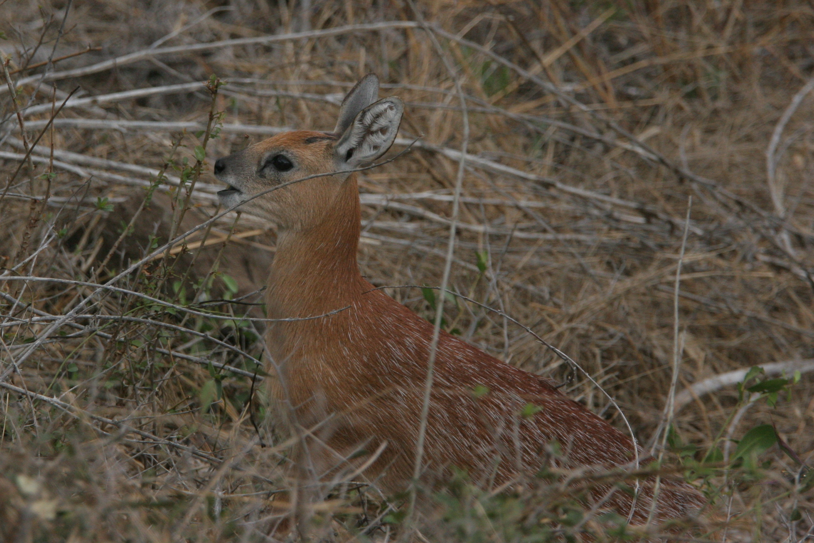 Image of Sharpe's Grysbok