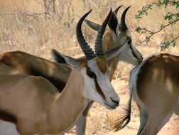 Image of Springbok