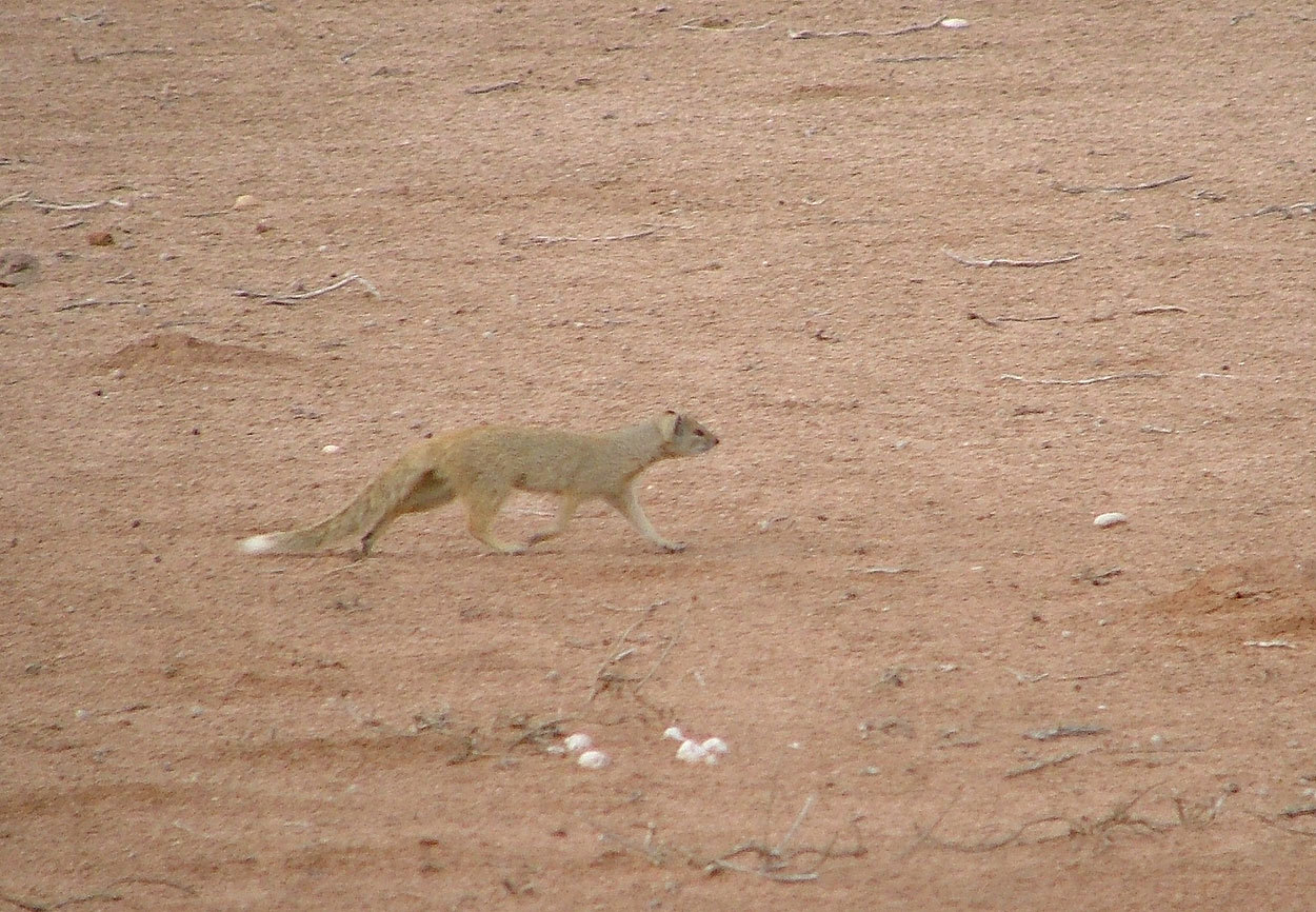 Image of Yellow Mongoose