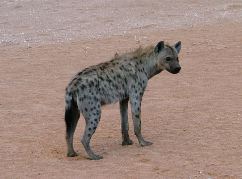 Image of Spotted Hyaenas