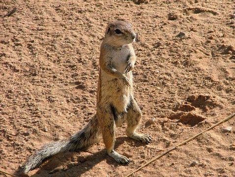 Image of Cape Ground Squirrel