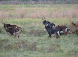 Image of Sable Antelope