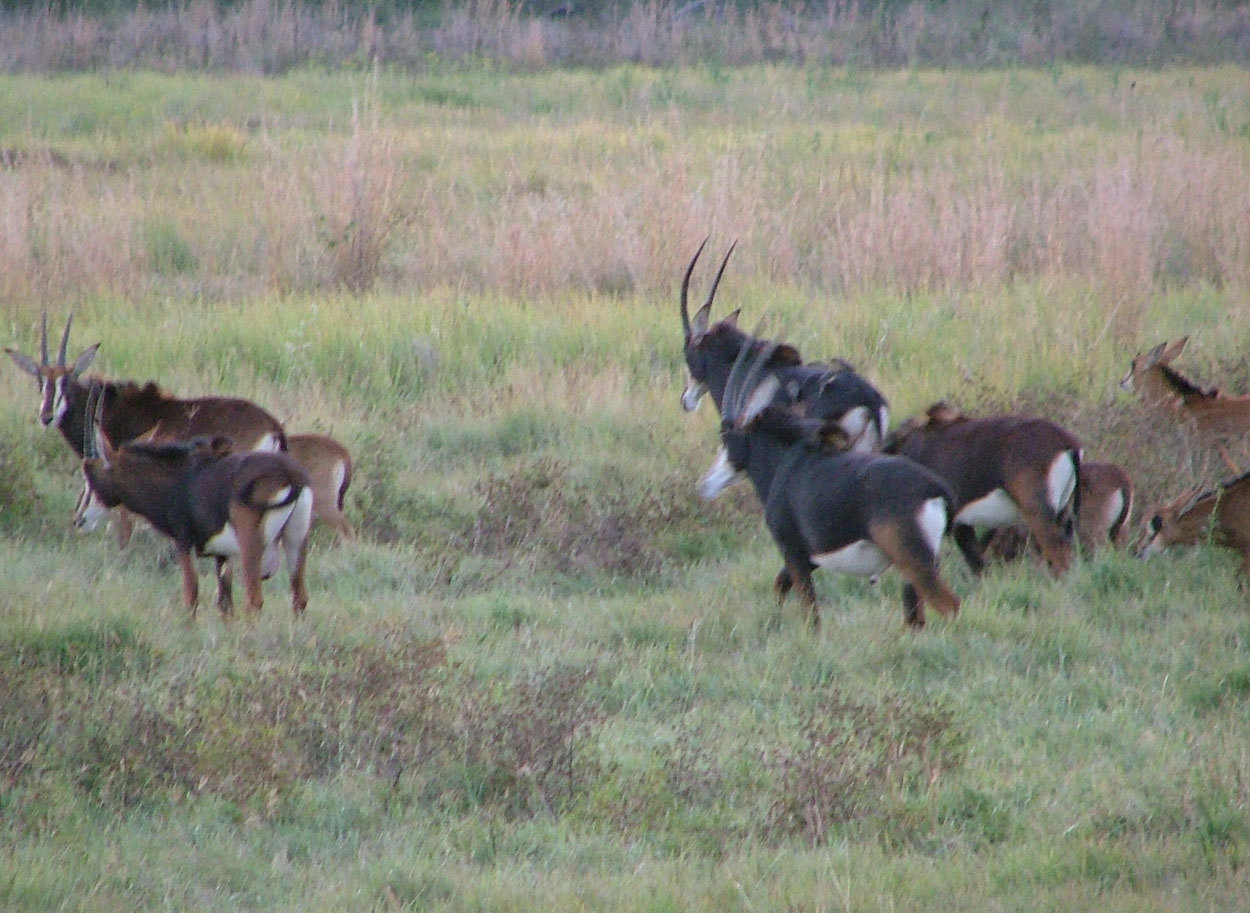 Image of Sable Antelope