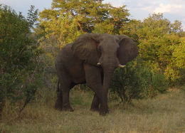 Image of African bush elephant