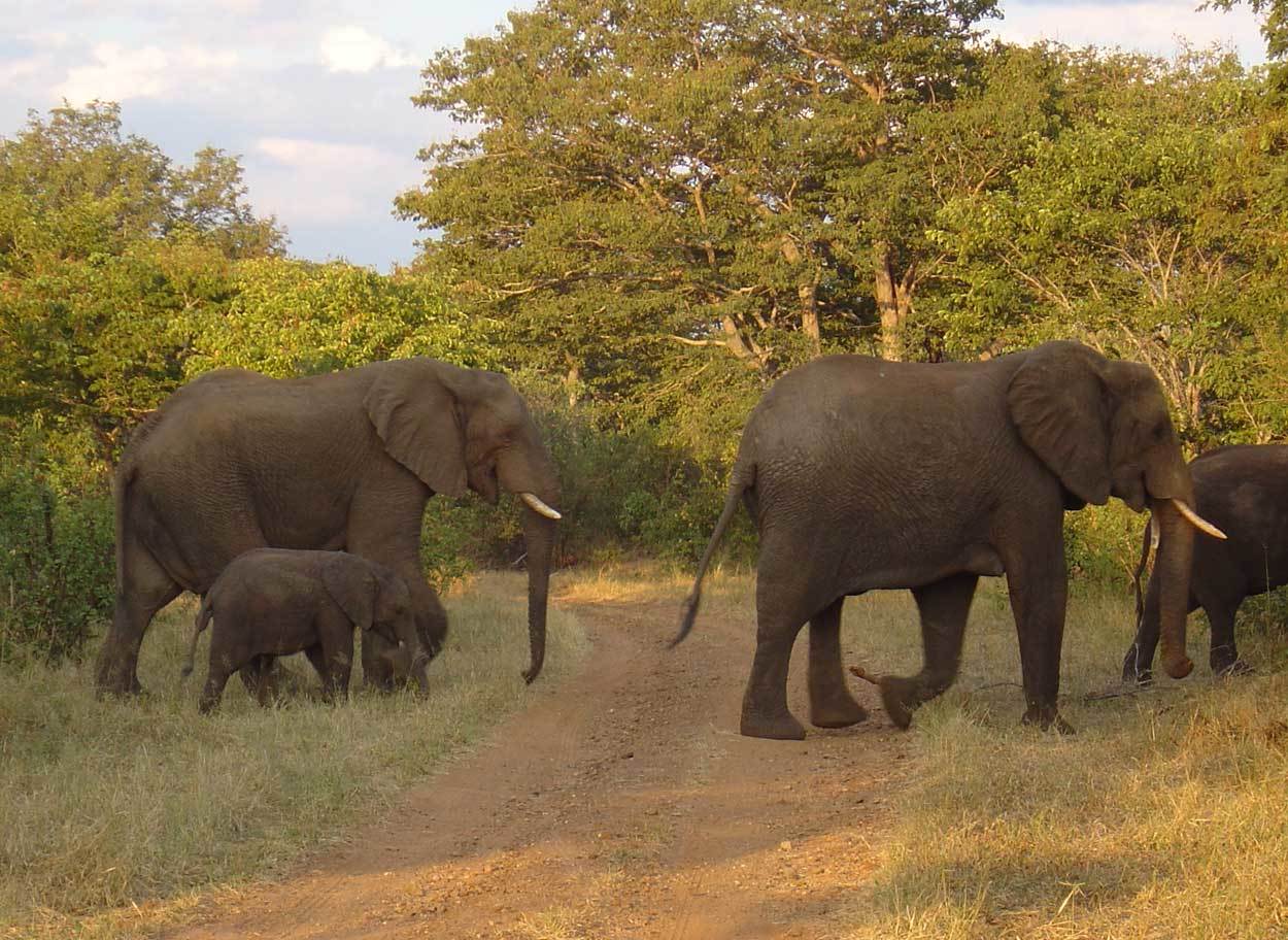 Image of African bush elephant